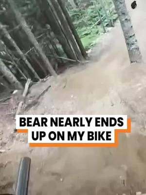 A post by @gofetch on TikTok caption: That was a BEARY close call... 😅 (Marc Leger via @arkbykomi) #funnyanimals #fyp #funnytiktok #talkinganimals #fetch #talkingdog #animalsoftiktok #voiceover #original
