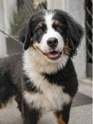 A post by @doggodaiily on TikTok caption: Leo❤️🥰 , #caniditorino #bovarodelbernese #bernesemountaindog 