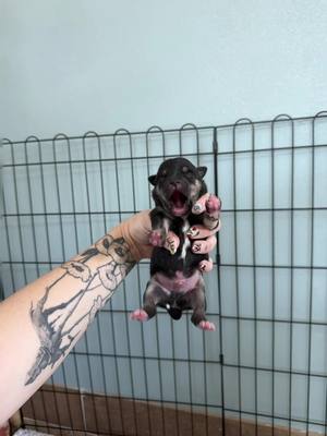 A post by @ragstorichesanimalrescu on TikTok caption: When you pull a mama and her babies from shelter and they are sooooo tired #puppy #puppylove #puppylover #puppies #puppiesofinstagram #pup #dog #dogsofinstagram #doglifestyle #cute #wisp #wispy #adorable #follow #followus #insta #instagram #staystinky 