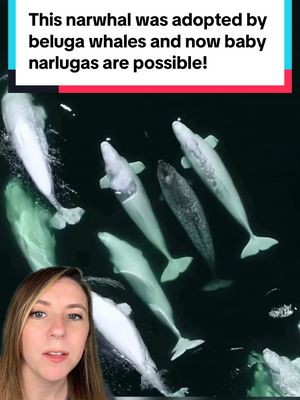 A post by @thatgoodnewsgirl on TikTok caption: Baby narlugas might be coming! A stray narwhal has been adopted by a pod of male beluga whales, and he’s become “one of the boys.” 🐳 They’ve now reached maturity and will be looking for a female pod of beluga whales to mate with, which means we may see a baby narluga in St. Lawrence River. 🐋 Narlugas are real, with the existence of one officially confirmed in 2019 after Inuit hunters discovered one. 🌊 📸 Group for Research and Education on Marine Mammals (GREMM) #belugawhale #narwhal #whalesintheocean #whale #belugawhale #marinelife #cuteseacreatures #ocean #oceananimals #swimming 