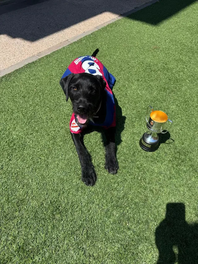 A post by @pedri on TikTok caption: El mejor perro del mundo 🏆😍 #fyp #perro #nilo 