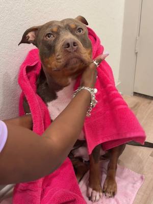 A post by @reignstormpit on TikTok caption: Its Bath Time For Snoh 💕🌸 Lets Give Her An Oatmeal Bath . #bath #bathtime #dogbath #asmr #satisfying #aesthetic #pink 