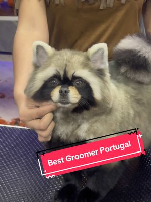 A post by @gabrielfeitosagrooming on TikTok caption: Portugal was a blast! 