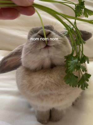 A post by @claudia.harrington on TikTok caption: Cutest little floof there ever was 🌿 #rabbit #hollandlop #bunny #rabbittiktok #boston #asmr 