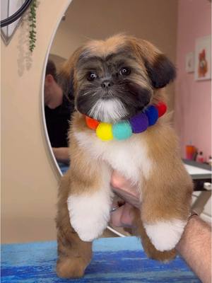 A post by @dogsbylogan on TikTok caption: My first guinea pig  . #dogs #doggrooming #dogsbylogan #puppy #shihtzu