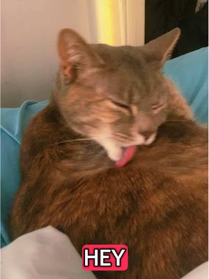 A post by @mermaid_eclipse on TikTok caption: 🤣🐈‍⬛  I love my Mist. I love all her funny expressions! I swear it’s ALMOST like she can understand me.  #fyp #foryou #fypシ #cats #cat #mistthecat #mist #catlovers #catlife #mermaid #MaestriDelPov #cattok #funny #humor #fatcat #fatcatsoftiktok #vibe #vibing #lifewithacat #catsoftiktok #cute 