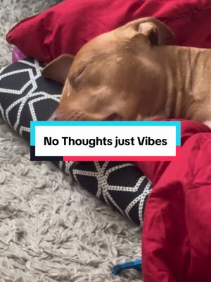 A post by @nashandkash on TikTok caption: Sometimes the faces he makes while sleeping have me 💀 😭 #nashandkash 