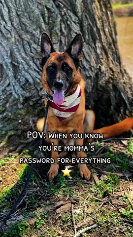 A post by @katncash on TikTok caption: Imma ⭐️ 😉 #germanshepherd #rackcity #dogsoftiktok #funnydog #trending #puppiesoftiktok #petlovers 