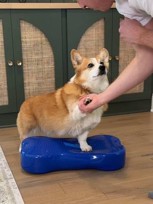 A post by @hammyandolivia on TikTok caption: Loaves of bread need proper care! Three years ago, we made the switch to @The Farmer’s Dog and the results we've seen in Hammy have been amazing! He's lost nearly 15 pounds of excess body weight and his energy levels are through the roof. He loves their fresh-cooked chicken, beef and turkey recipes! Corgis (and other medium-sized dogs) are prone to issues like hip dysplasia and, sadly, Hammy has unilateral hip dysplasia in his left hip, but his pre portioned meal plan keeps him lean and lowers the stress on his hips and joints. Try it for your dog! You can get 60% off when you use the link in our bio! #thefarmersdog #tfdpartner