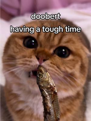 A post by @sunkittencats on TikTok caption: Replying to @ⵣ🎧★☆ⵄⵓⵎⴰⵔ☆★🎧ⵣ doob probably has no survival instincts but scoobert does #fyppppppppppppppppppppppp #kitten #catsoftiktok #doobscoobgoob #fypシ゚viral 