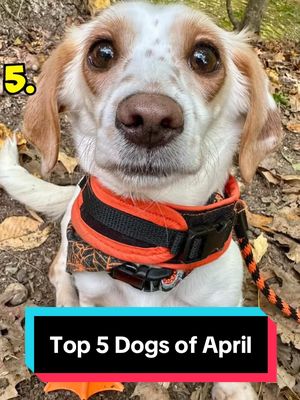 A post by @weratedogs on TikTok caption: Top 5 Dogs of the Month! 5. IG: adventuresofautumndog 4. IG: imire.zimbabwe & @CNN  3. @Kangala Wildlife Rescue💚🦘  2. HK01 H.M. @Bee  1. @nbcnews  #weratedogs