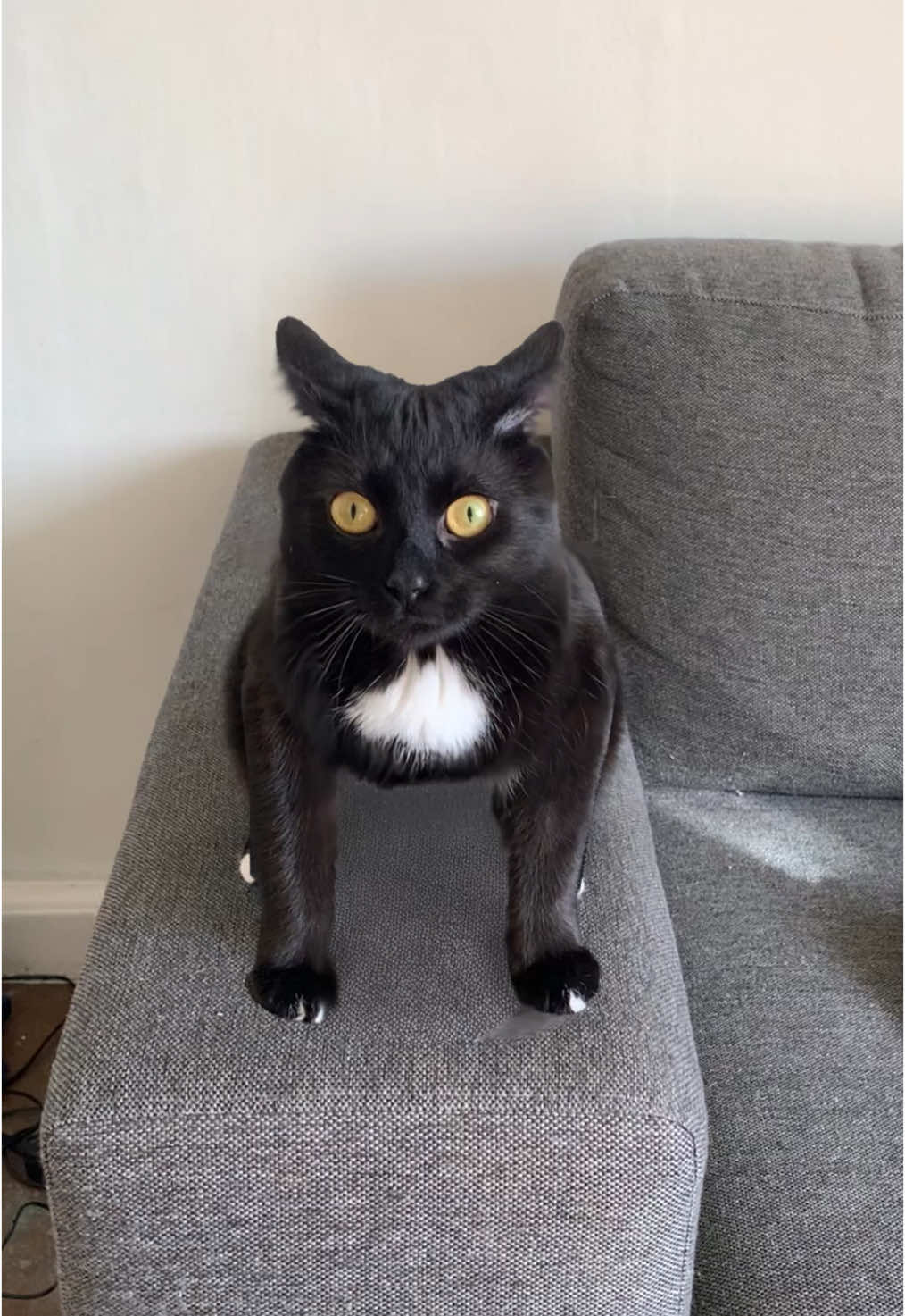 A post by @thekittyandrea on TikTok caption: Andrea, the 🚗 #andreavonspeed #fyp 
