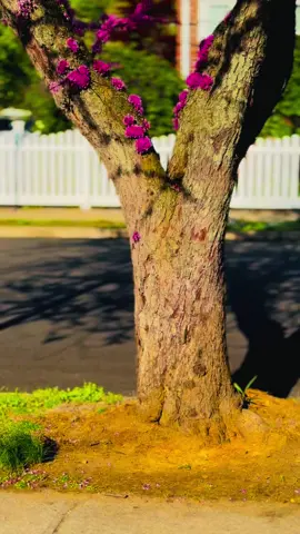 A post by @saanamlove143 on TikTok caption: ❤️🌸🌸