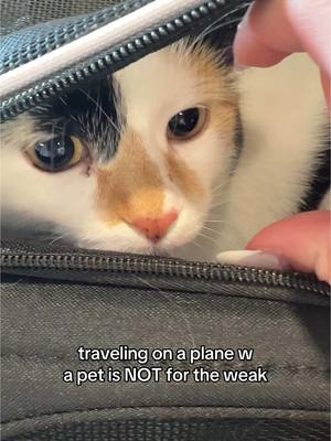 A post by @erikatitus on TikTok caption: hoping she’s excited for our move 