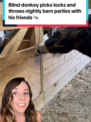A post by @thatgoodnewsgirl on TikTok caption: He’s just a party animal. 🫏 This blind donkey picks locks with his mouth, throws unauthorized barn parties, and is training his goat bestie to do the same. 🐐 Life at the Naughty Donkey Farm Sanctuary wouldn’t be the same without him. 🎉  See more: naughtydonkeyfarm (IG and FB)  📸 naughtydonkeyfarm  #donkey #animals #blinddonkey #goodnews #animalfriendships #animalfriends #thatgoodnewsgirl