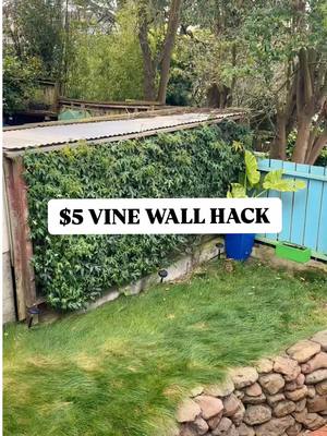 A post by @taybeepboop on TikTok caption: Biggest money-saving trick from last year! And it covers up the gross fence that’s been an eyesore.  I got the vines from my favorite local garden center Sloat Garden (highly suggest consulting yours to find out what vines are best for your project), and thank you to my favorite (@jsgardendesign on ig!) for guiding me through my backyard makeover project 🥰 #diy #garden #home #hack #tip 