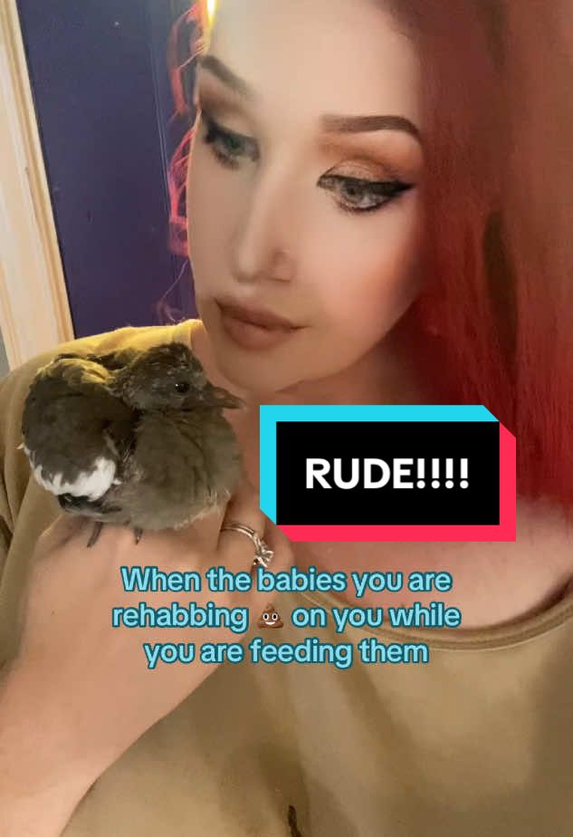 A post by @monroemenagerie on TikTok caption: She gives no fluffs 😅  #rude #rescue #dove 