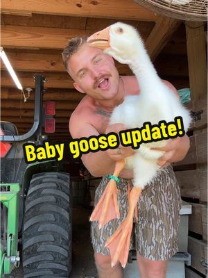 A post by @2guysandsomeland on TikTok caption: Baby Goose Update! 🪿 I can’t believe how big he has gotten!🤯 #foryou #goose #update #gosling #african #geese #farmer #fypシ #backyardchickens 