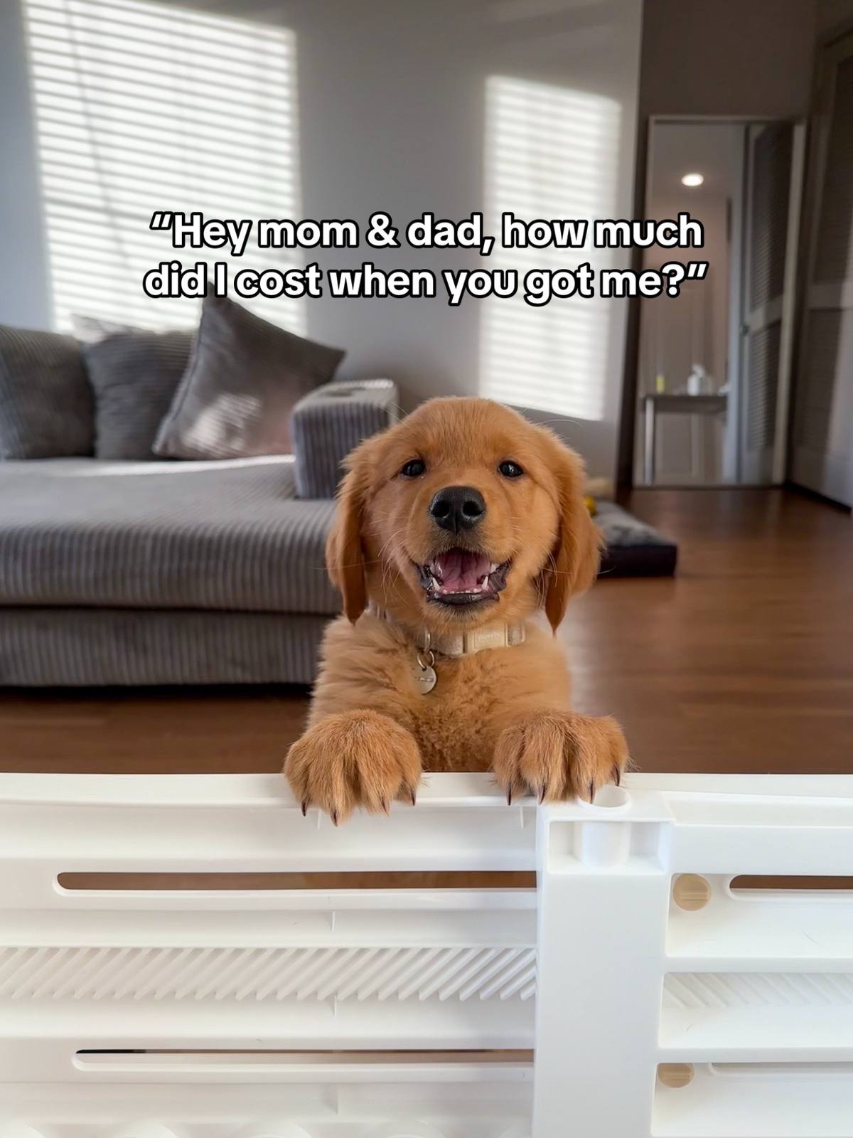 A post by @gravythegolden on TikTok caption: #goldenretriever #goldenretrieverlife #dogmom #dogmomlife #dogparents #fyp 