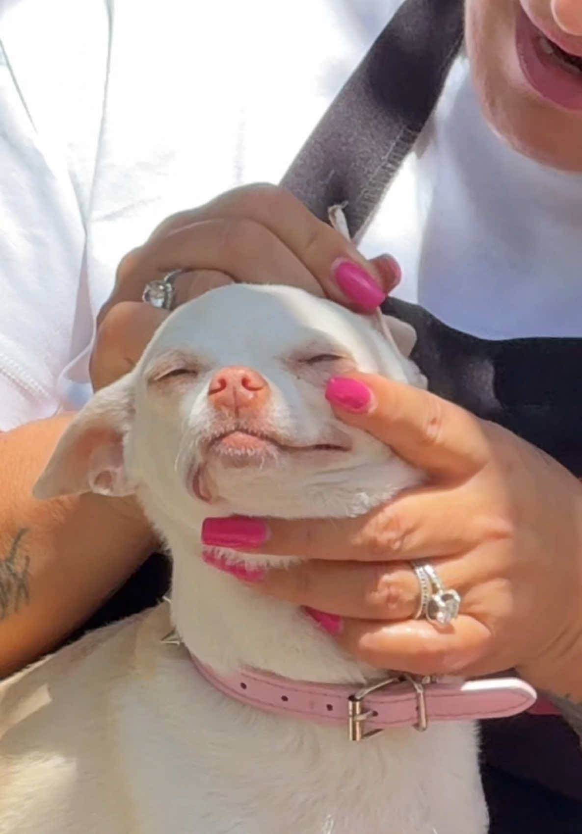 A post by @mreviatar on TikTok caption: Niki like that🤣(ניקי אוהבת את זה) @Eviatar Ozeri @Nikiozeri #chihuahua #dogs #kuchikuchi #angrydog #nikiozeri #niki #mreviatar #dog 
