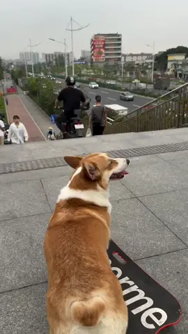 A post by @has4n on TikTok caption: 😂 #wow #talanted_dog 
