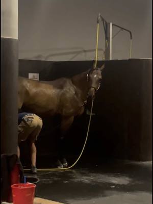 A post by @lgct_official on TikTok caption: No idea… #LGCT #Longines #showjumping #equestrian #shanghai 