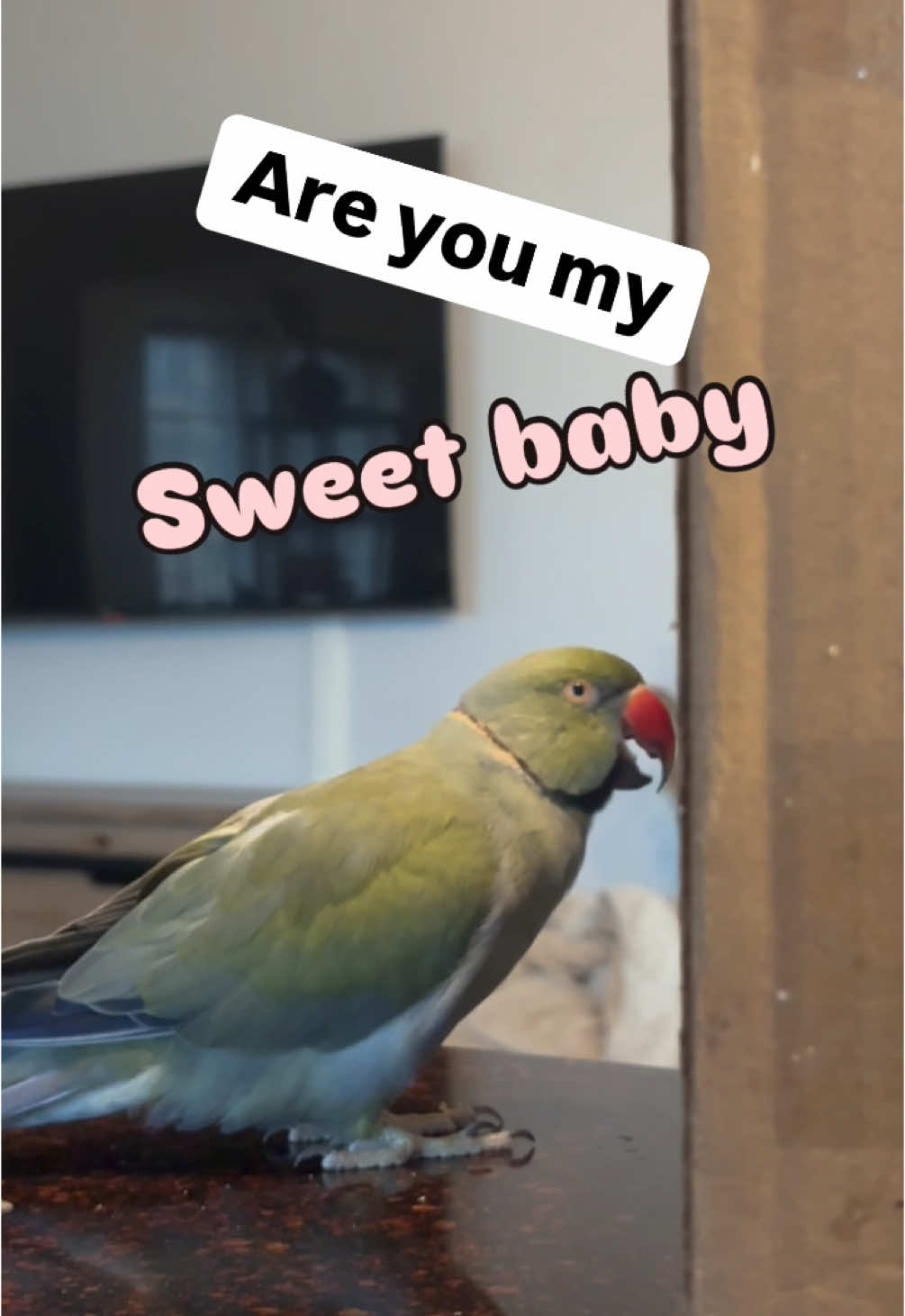 A post by @beakerbeak on TikTok caption: Beaker trying all his best phrases to get Tink to come out of her hidey hole! #birdsoftiktok #parrotsoftiktok #talkingbird #talkingparrot #cuteanimals #funnyanimals #parrot #funny 