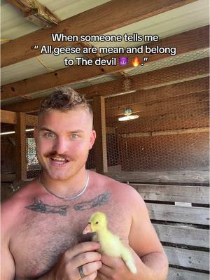 A post by @2guysandsomeland on TikTok caption: My geese are my babies without a mean bone in their fluffy bodies #foryou #goose #africangoose #geese #gosling #fypツ 