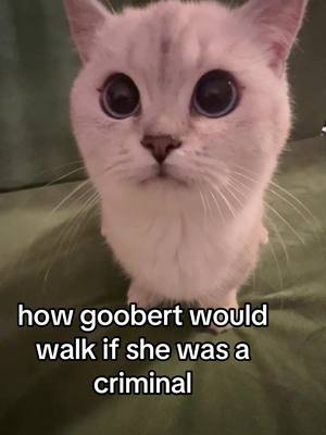 A post by @sunkittencats on TikTok caption: for charges not disclosed #fyppppppppppppppppppppppp #kitten #catsoftiktok #doobscoobgoob #fypシ゚viral 