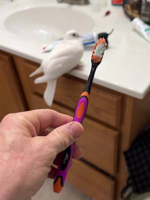 A post by @jasonthegreat777 on TikTok caption: Brush those teeth #toothpaste #birds #bird