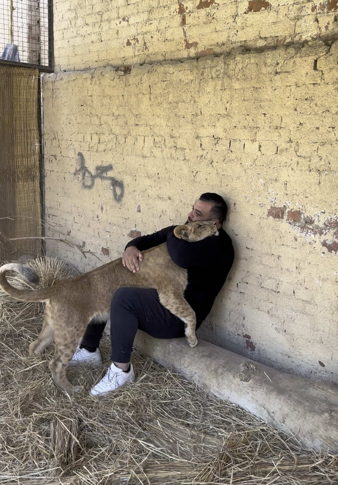 A post by @aliassafari1 on TikTok caption: #rescue #foryoupage #aninals #help #love #nevergiveup #viral #alisafari #lion 