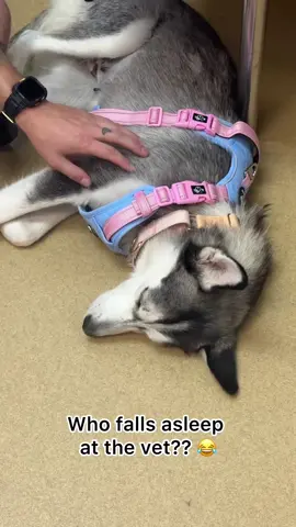 A post by @jessicajska on TikTok caption: The vet hates to see Birdie comin because she couldn't give a single care lmao #foster #fosterhusky #husky #adoptme #azhuskyrescue 