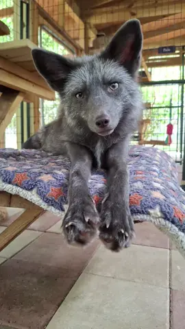 A post by @foxtalesflorida on TikTok caption: Stormy! #foxrescue #foxsanctuary #nonprofit #foxtalesflorida #foxesoftiktok 