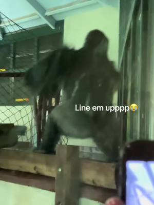 A post by @bradydsc10 on TikTok caption: #pegar con @Joe 😂