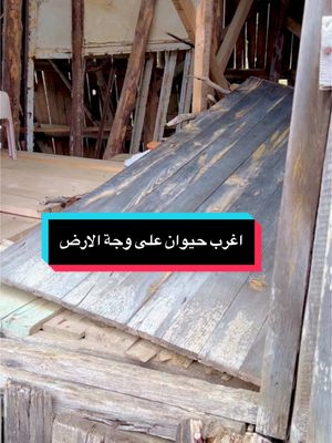 A post by @abojody99 on TikTok caption: #حيوان#explore #vairal #tiktok 