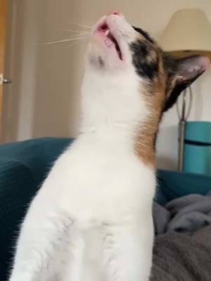 A post by @blind_cat_dmitri on TikTok caption: achoo #cat 