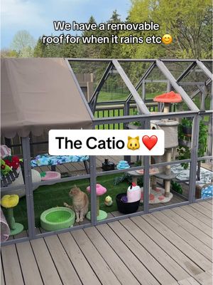 A post by @sar_carolyn on TikTok caption: This video makes me SO emotional. Every one of our cats is a rescue. Each one was abandoned, hurt at the hands of a human, left in the snow etc.  So to see the beautiful life they get to live now makes me the happiest human alive. ❤️🐱 #catio #newhome #catiotour #rescuecats #sisters 