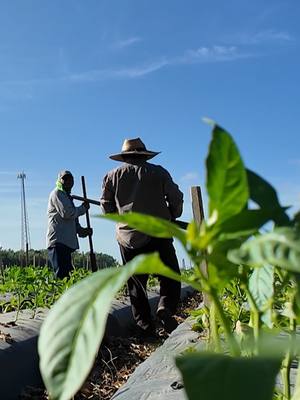 A post by @noticiastelemundo on TikTok caption: Las redadas migratorias de Trump sacuden a la agricultura: “Se va a complicar” la disponibilidad de comida, advierten. Ellos son esenciales para garantizar el acceso a frutas y vegetales en tiendas y supermercados. Pero muchos no tienen documentos. Hablamos con trabajadores agrícolas latinos y cómo les afecta el miedo a las redadas migratorias. Mira lo que dicen en el link anclado 🔗