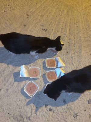 A post by @marocchinovero on TikTok caption: #marocchinovero #ماروكينوحر 