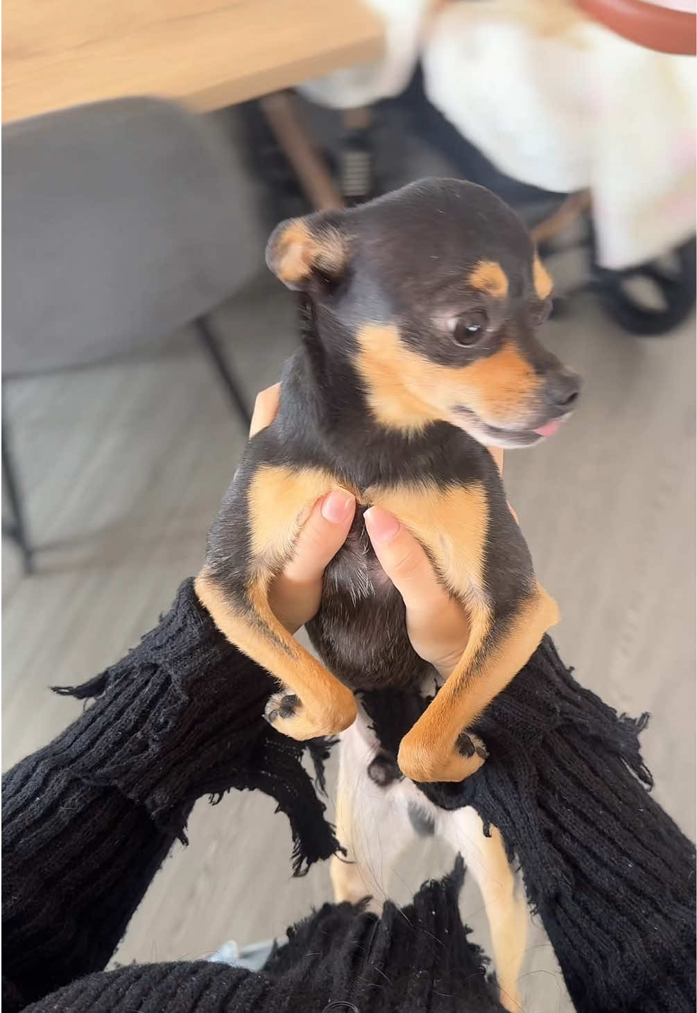 A post by @nicolebernaal on TikTok caption: Eres el perrito más hermoso Loki 🐶❤️ #parati 
