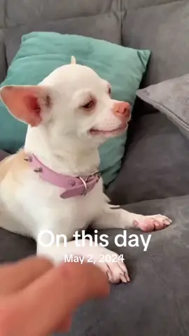 A post by @animal.reunion on TikTok caption: #onthisday 