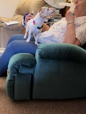 A post by @melissaksims on TikTok caption: #jrt #fypシ゚viral #puddinjack #jackrussellsoftiktok #lovergirl #nursinghome #grandmasoftiktok 