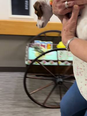 A post by @melissaksims on TikTok caption: #jrt #fypシ゚viral #puddinjack #jackrussellsoftiktok #lovergirl #nursinghome #grandmasoftiktok #loveadove 