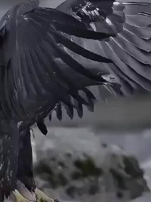 A post by @aliradha1964 on TikTok caption: #اقتباسات_عبارات_خواطر  #دار_الحق  #اكسبلورexplore❥🕊🦋💚❤ 