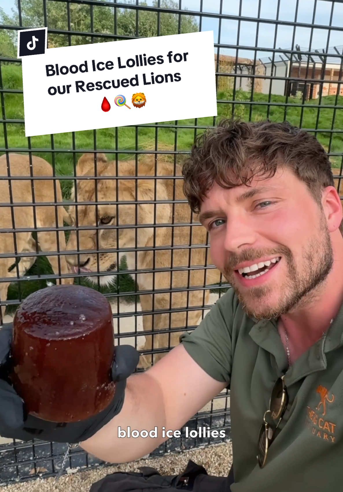 A post by @camwhitnall on TikTok caption: Blood Ice Lollies to keep our rescued lions cool in the heat!🩸🍭👅  Frozen blood = Happy rescued lions.🦁   _______________________________ #thebigcatsanctuary #icelolly #lions  #bigcats #tiktokforgood #hotweather #uktiktok 