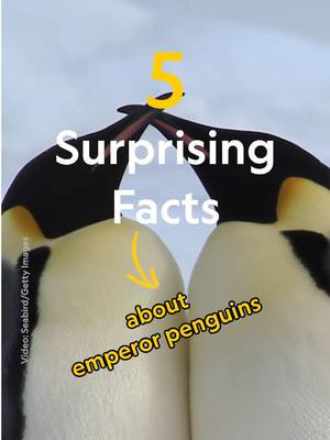 A post by @natgeo on TikTok caption: While stylish, the emperor penguin's iconic tuxedo is more than a fashion statement—it serves an important survival purpose. Here are five surprising facts about emperor penguins. 🐧 Find out more about penguins, including what makes them nature's daredevils at the 🔗 in bio.   #SecretsOfThePenguins is now streaming on @Disney+ and @hulu.