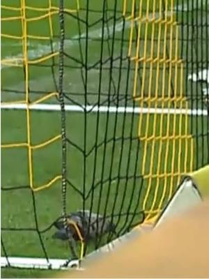 A post by @bvb on TikTok caption: SPIJUNIRO GOLUBIRO 😭🐦 #Bundesliga