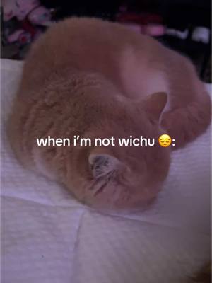 A post by @sunkittencats on TikTok caption: sorry this was so much funnier in my head #fyppppppppppppppppppppppp #kitten #catsoftiktok #doobscoobgoob #fypシ゚viral 