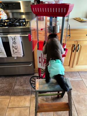 A post by @lifewithgaitlyn on TikTok caption: Popcorn! 
