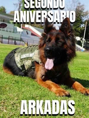 A post by @defensamx on TikTok caption: 🐾 Hoy, a dos años de tu llegada, nos sentimos orgullosos de que seas parte de un #legado. Con esfuerzo y dedicación sigues el camino de nuestro #Héroe, el Can #Proteo, ejemplo eterno de liderazgo, disciplina y lealtad. Fiel compañero de tu binomio canofilo y del #EjércitoMexicano , #FuerzaAéreaMx y #GuardiaNacional #EjércitoMexicano #FuerzaAéreaMx #BinomiosCanófilos #PolicíaMilitar  #GuardianesDeLaSoberanía #UnidosSomosLaGranFuerzaDeMéxico